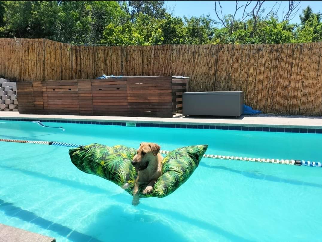 Pet-friendly outdoor comfort